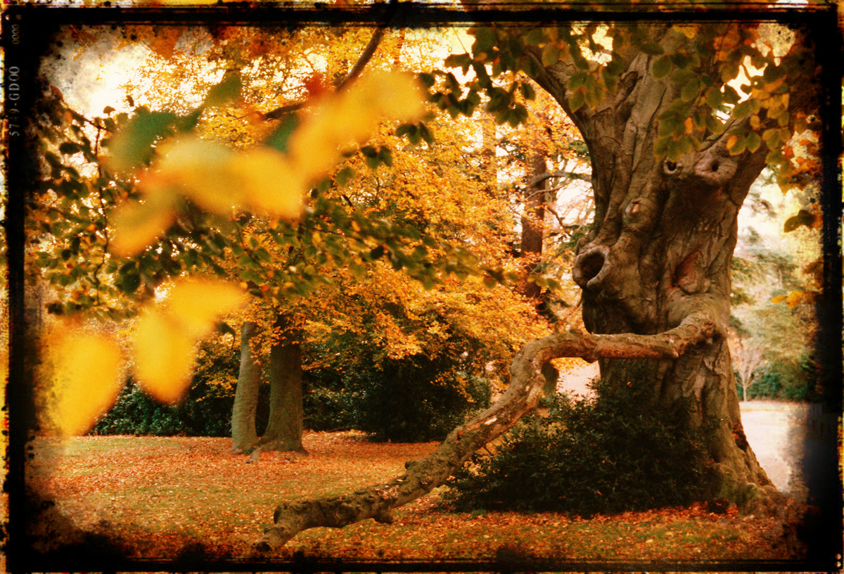 Beech Tree Matriach Chantry Park